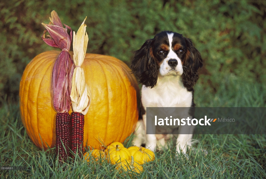 Cachorro de Cavalier King Charles Spaniel (Canis familiaris) con calabaza