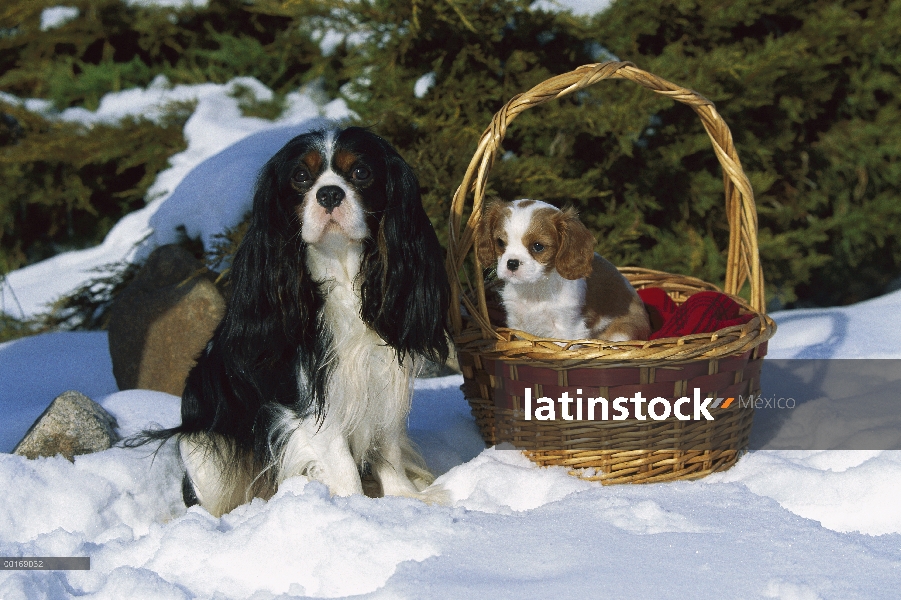 Cavalier King Charles Spaniel (Canis familiaris) adulto y cachorro en nieve