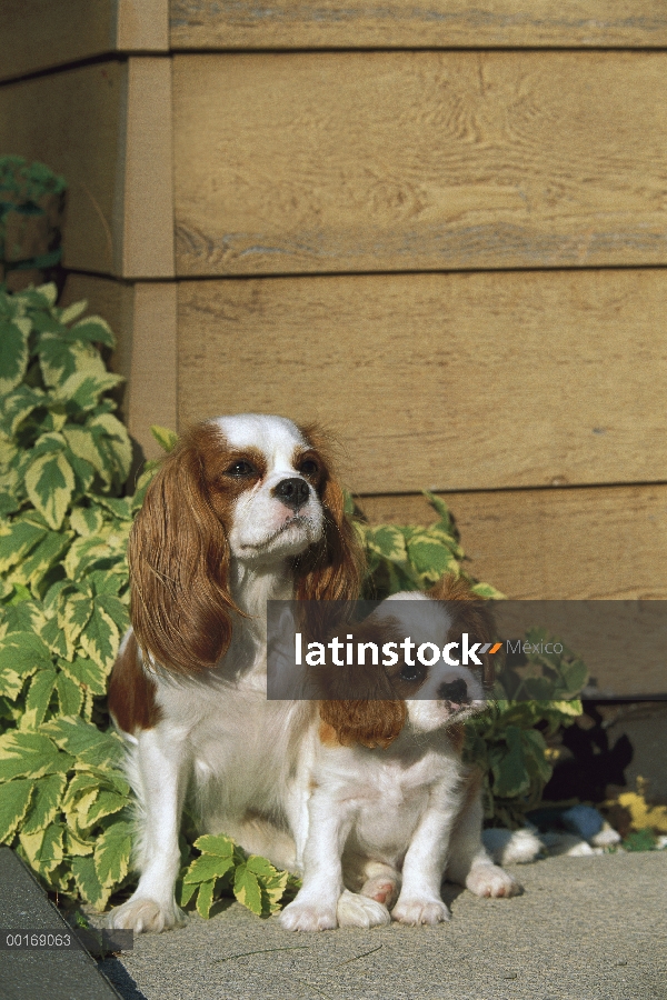 Cachorro y adulto de Cavalier King Charles Spaniel (Canis familiaris)