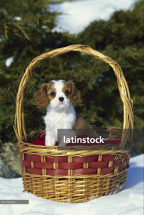 Cachorro de Cavalier King Charles Spaniel (Canis familiaris) en la cesta