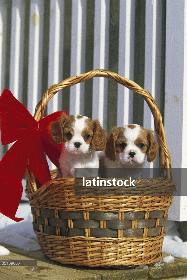 Cachorros de Cavalier King Charles Spaniel (Canis familiaris) en la cesta