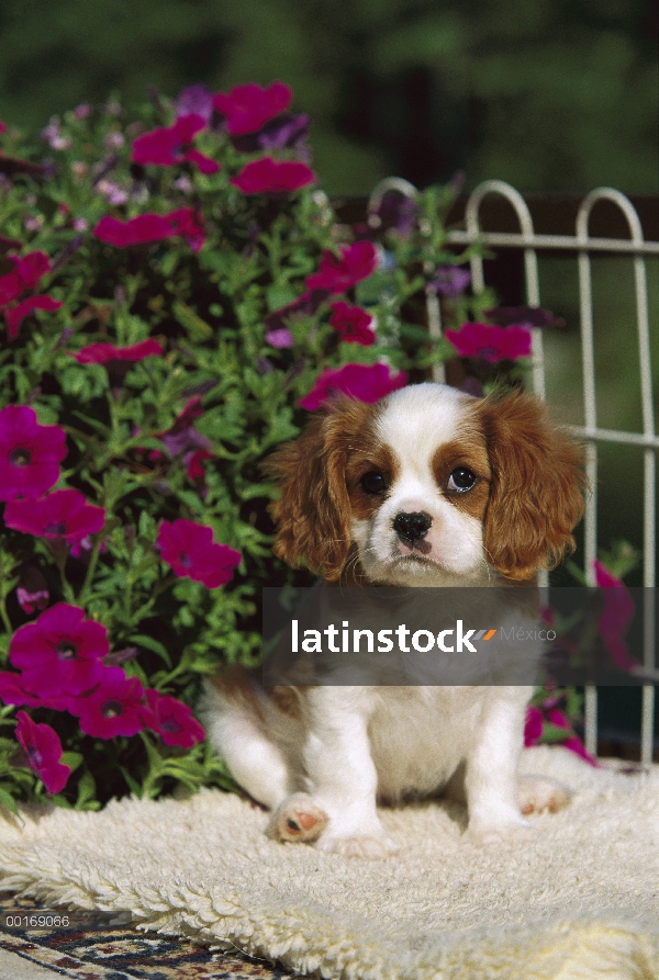 Cachorro de Cavalier King Charles Spaniel (Canis familiaris)