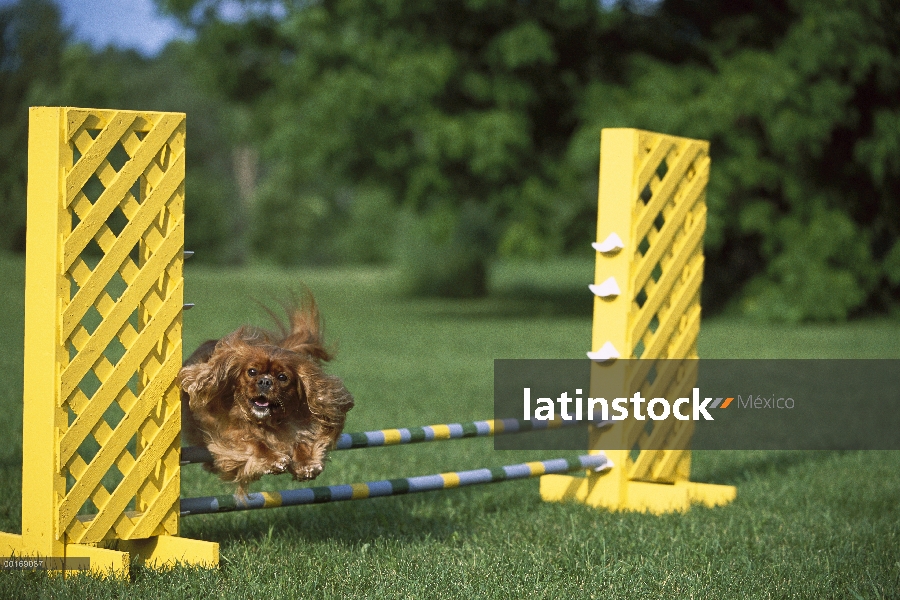 Cavalier King Charles Spaniel (Canis familiaris) saltando sobre el obstáculo