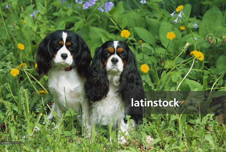 Par de Cavalier King Charles Spaniel (Canis familiaris) en pasto