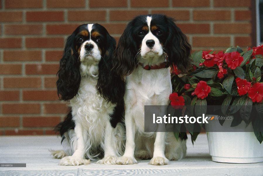 Cavalier King Charles Spaniel (Canis familiaris) par