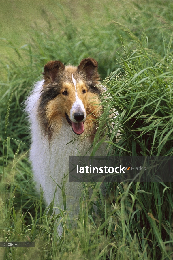 Retrato de Collie (Canis familiaris) en pasto