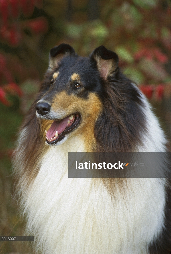 Retrato del Collie (Canis familiaris) Tri-color