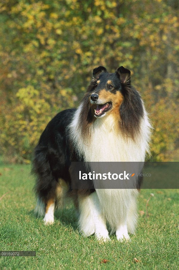 Retrato del Collie (Canis familiaris) Tri-color