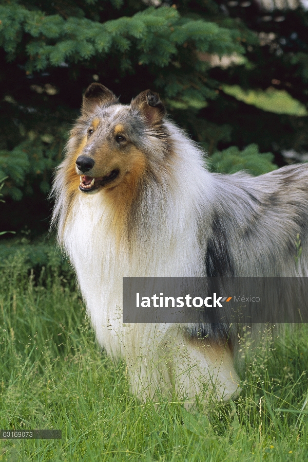 Retrato azul de Merle Collie (Canis familiaris)