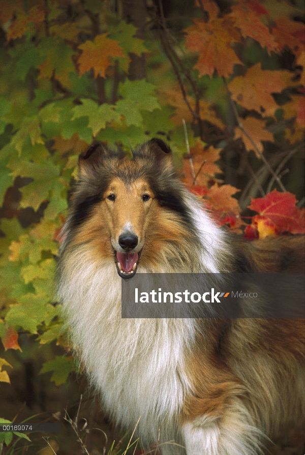 Retrato de Collie (Canis familiaris) en otoño