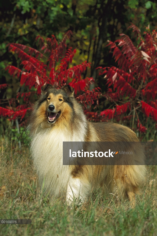 Retrato de Collie (Canis familiaris)