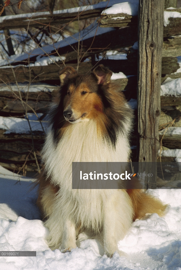 Retrato de Collie (Canis familiaris) en la nieve