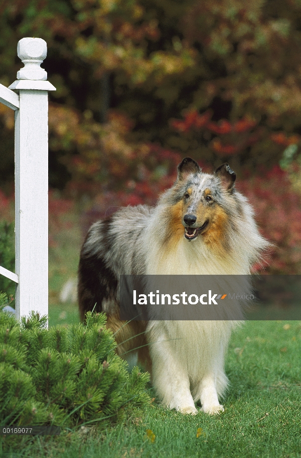 Retrato azul de Merle Collie (Canis familiaris)