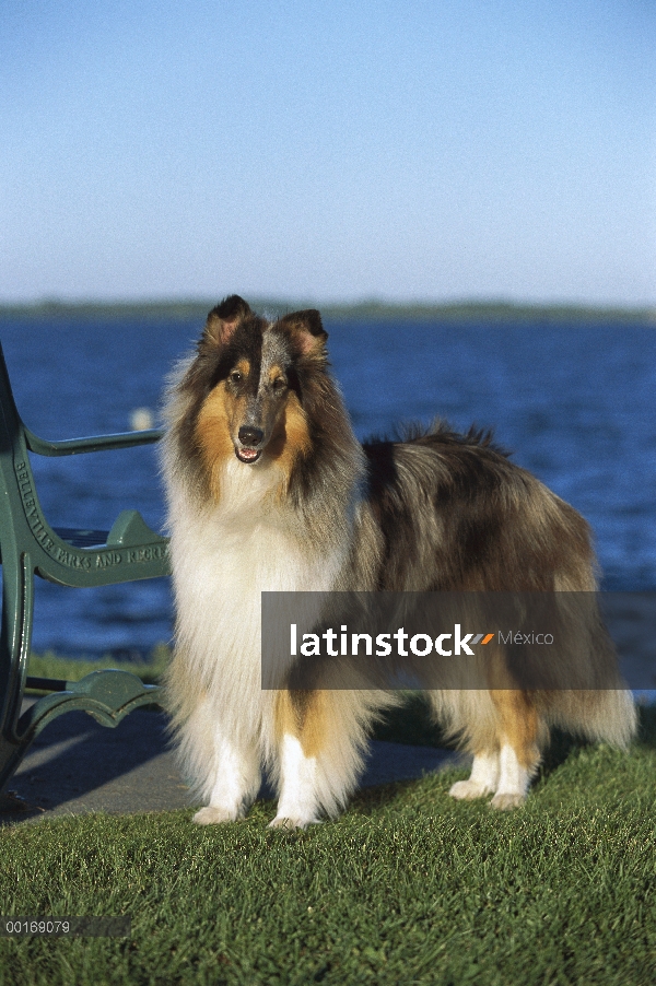 Retrato de Collie (Canis familiaris) en waterfront