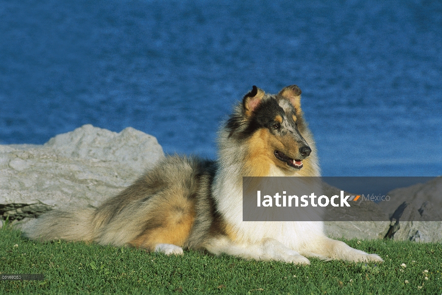 Retrato azul de Merle Collie (Canis familiaris) en waterfront