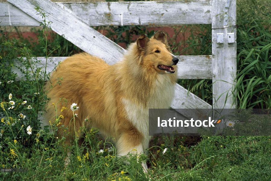 Retrato de Collie (Canis familiaris)