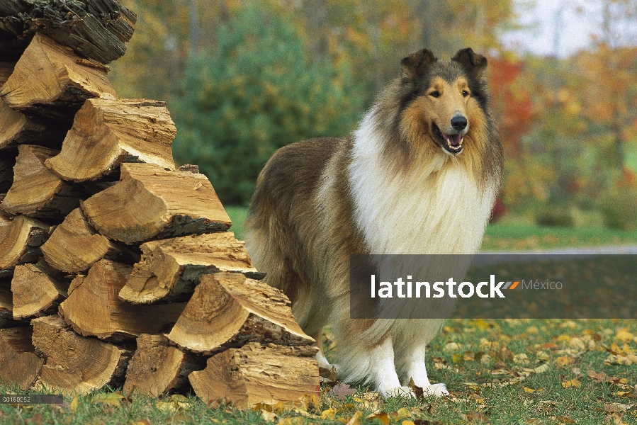 Retrato de Collie (Canis familiaris) junto a la pila de madera