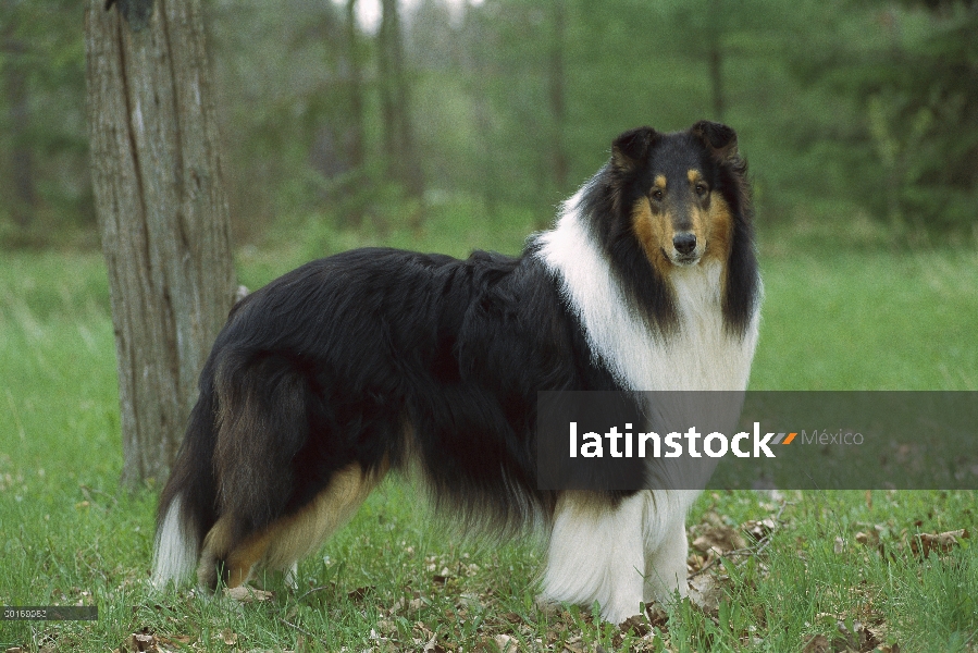 Retrato del Collie (Canis familiaris) Tri-color