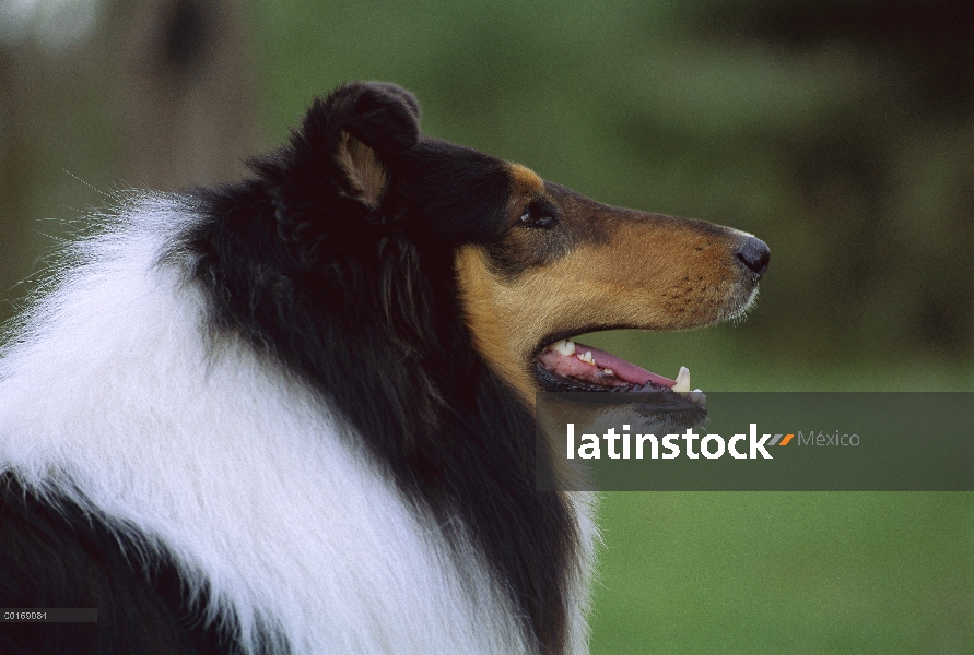 Retrato de Collie (Canis familiaris)