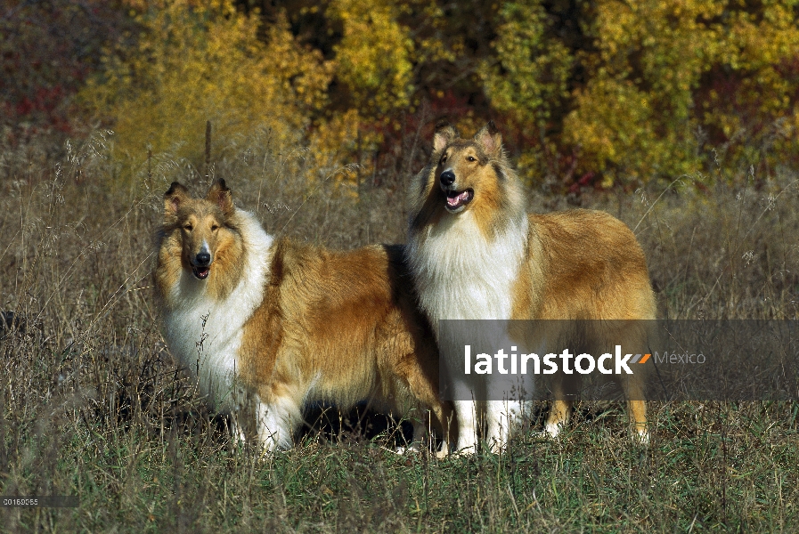 Par de Collie (Canis familiaris) en pasto