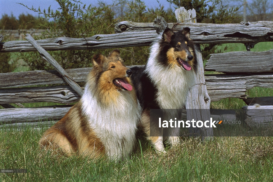 Par de sable y tri-color de Collie (Canis familiaris) junto a la valla