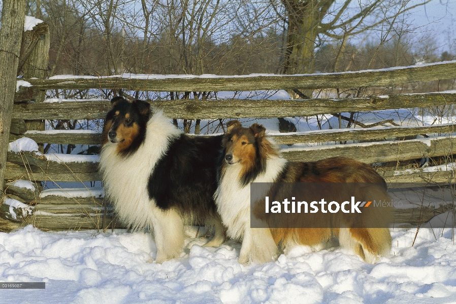 Par de Collie (Canis familiaris), sable y tri-color, en la nieve