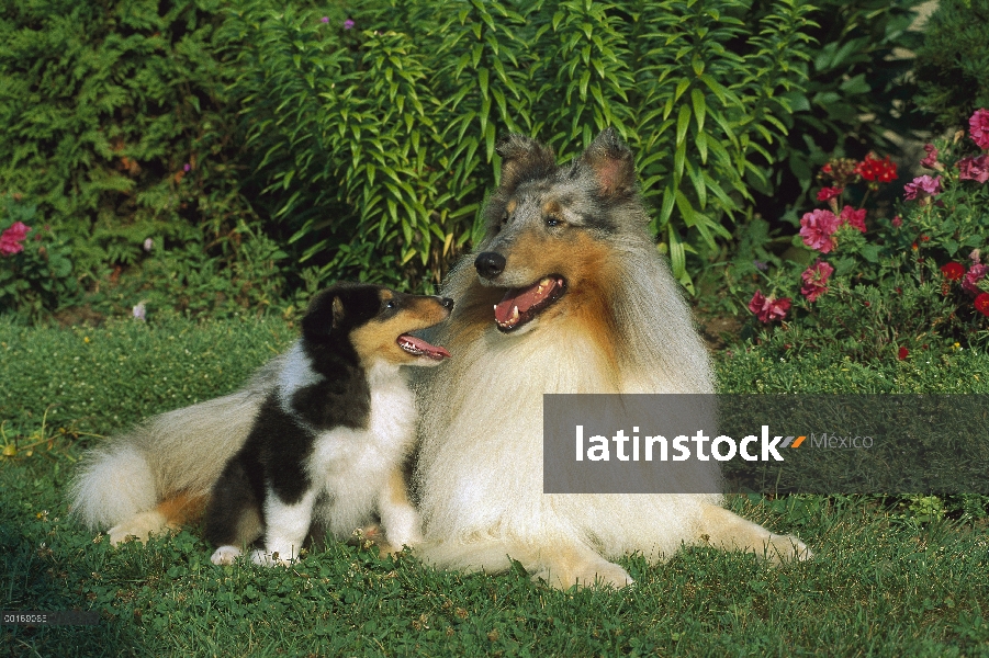 Cachorro de adulto y tres colores de azul merle Collie (Canis familiaris)