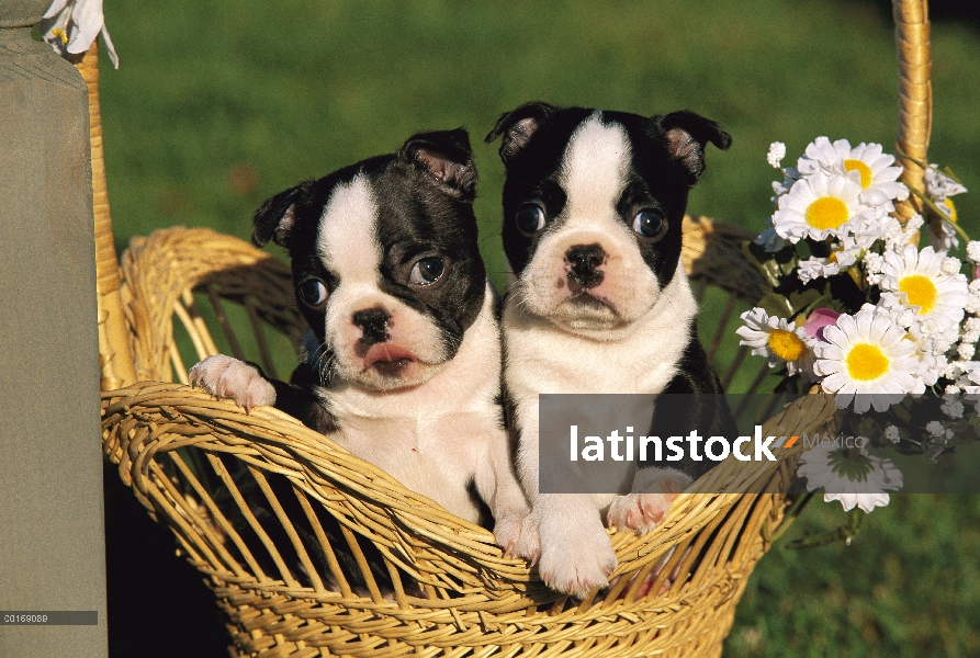 Dos cachorros de Boston Terrier (Canis familiaris) en cesta de mimbre