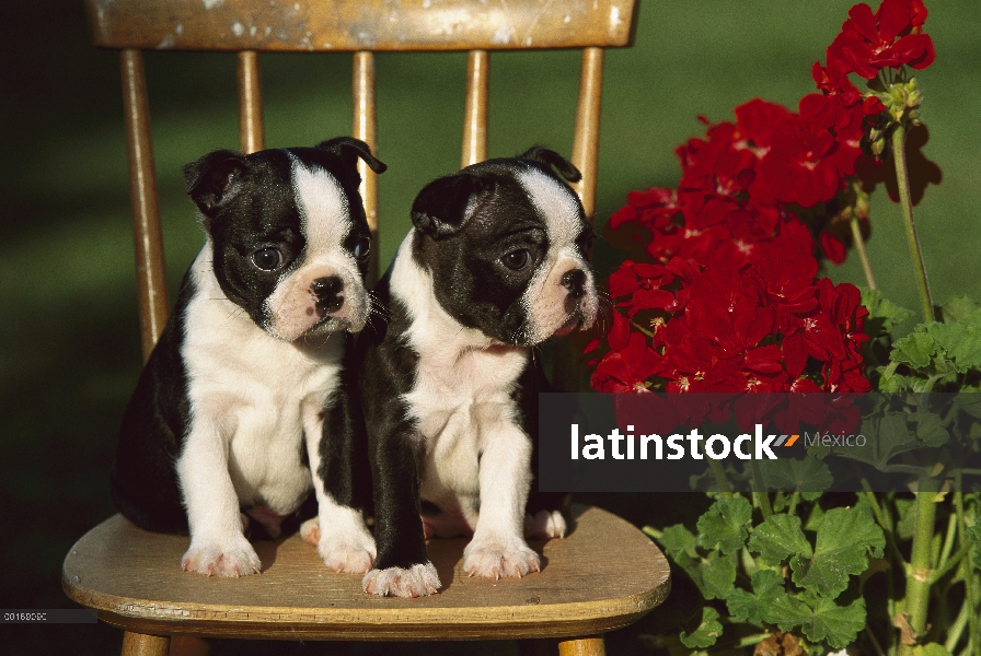 Dos cachorros de Boston Terrier (Canis familiaris) en silla