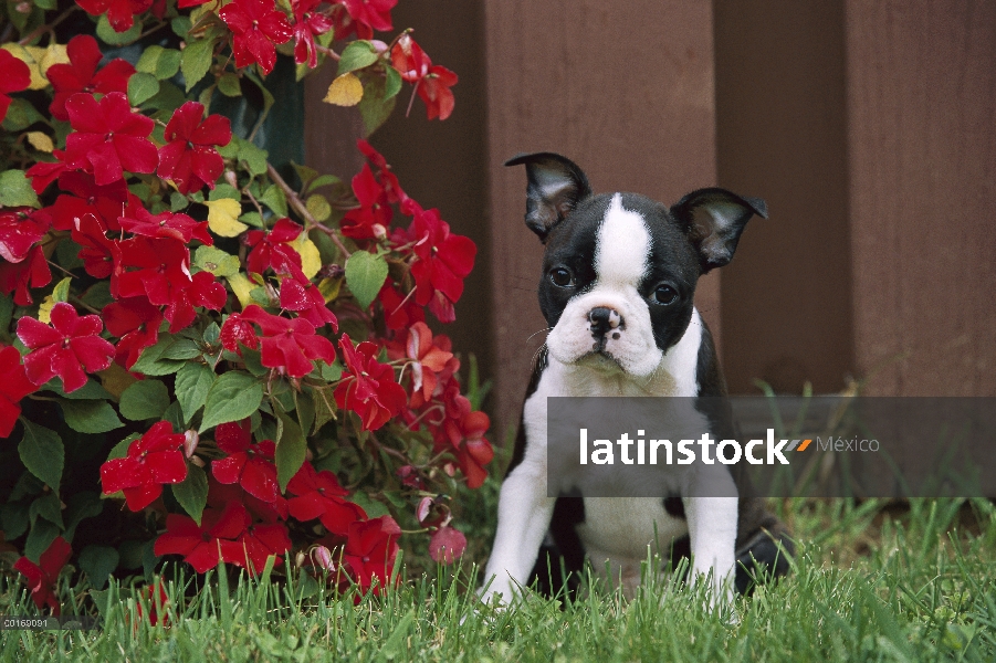 Cachorro de Boston Terrier (Canis familiaris) sentado