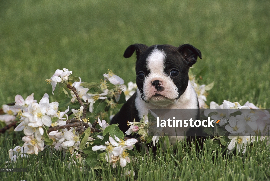 Cachorro de Boston Terrier (Canis familiaris) sentado en la hierba con flores