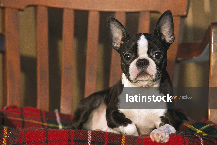 Cachorro de Boston Terrier (Canis familiaris) en silla