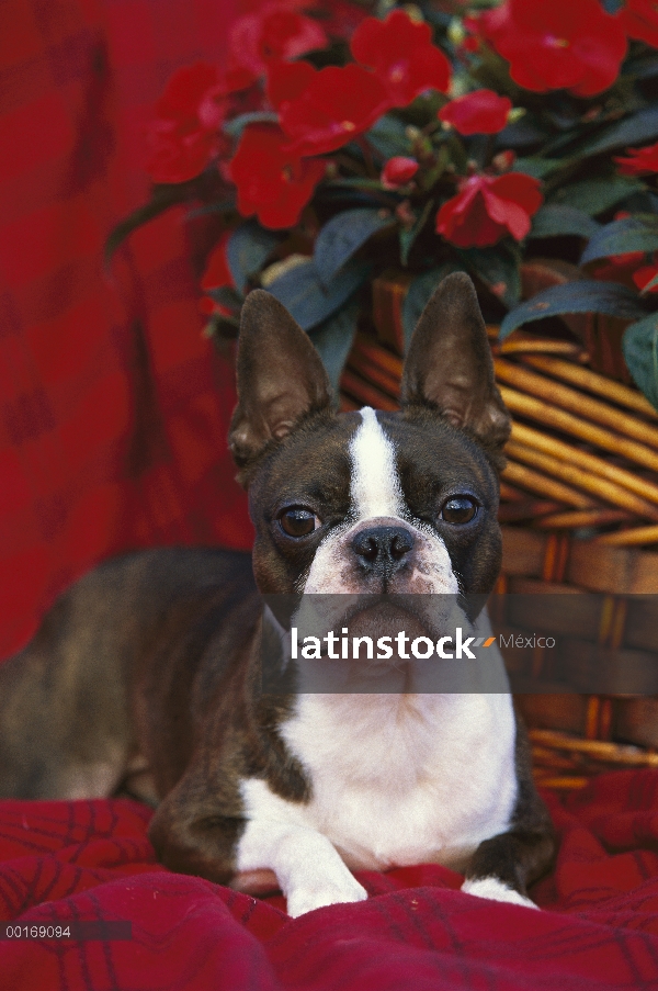 Boston Terrier (Canis familiaris) en manta roja