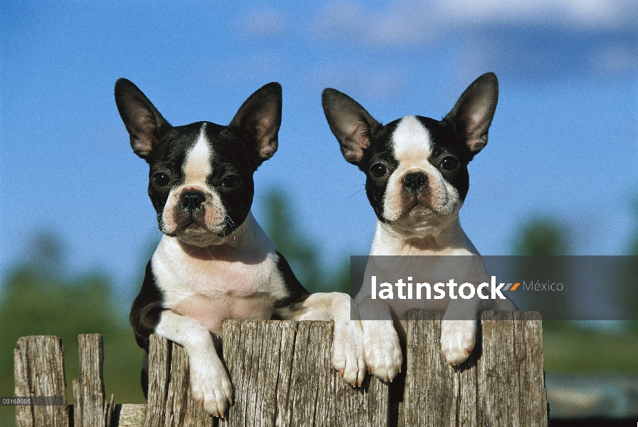 Dos cachorros de Boston Terrier (Canis familiaris) alcanzando un máximo en cerca de