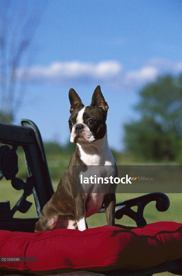 Boston Terrier (Canis familiaris) sentado en silla con cojín rojo