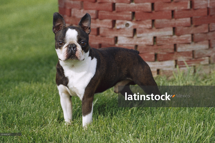 Boston Terrier (Canis familiaris) pie macho adulto en pasto