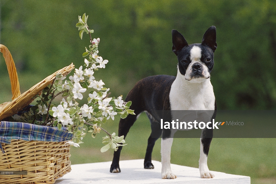 Boston Terrier (Canis familiaris) adulto pie de mesa con flores y cesta