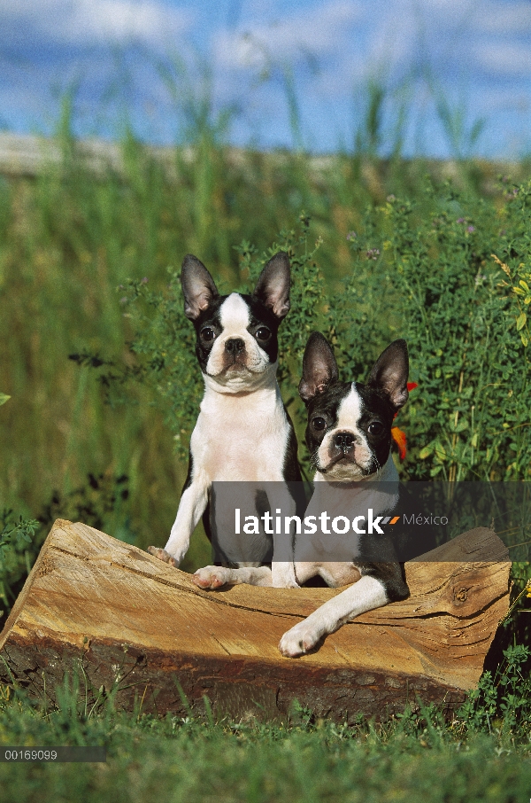 Dos cachorros de Boston Terrier (Canis familiaris)