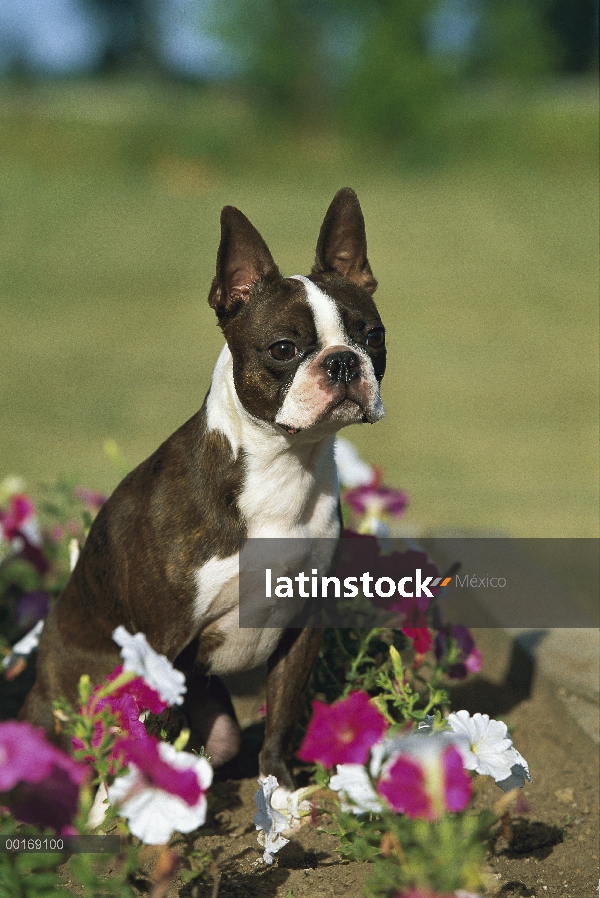 Boston Terrier (Canis familiaris) adulto en cama de flores