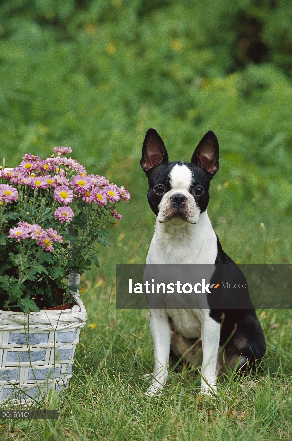 Sesión adulto Boston Terrier (Canis familiaris)