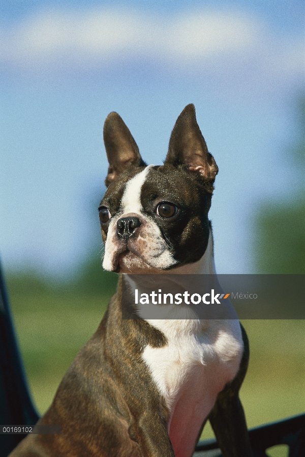 Boston Terrier (Canis familiaris) retrato de adulto