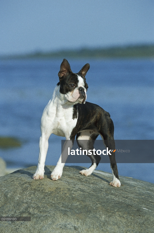 Retrato de Boston Terrier (Canis familiaris)