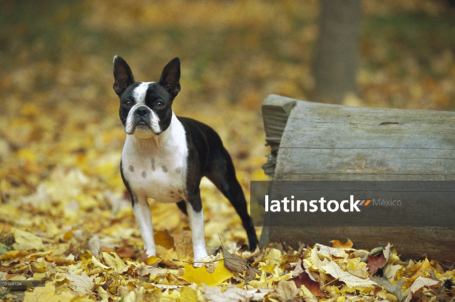 Boston Terrier (Canis familiaris) adulto en otoño las hojas