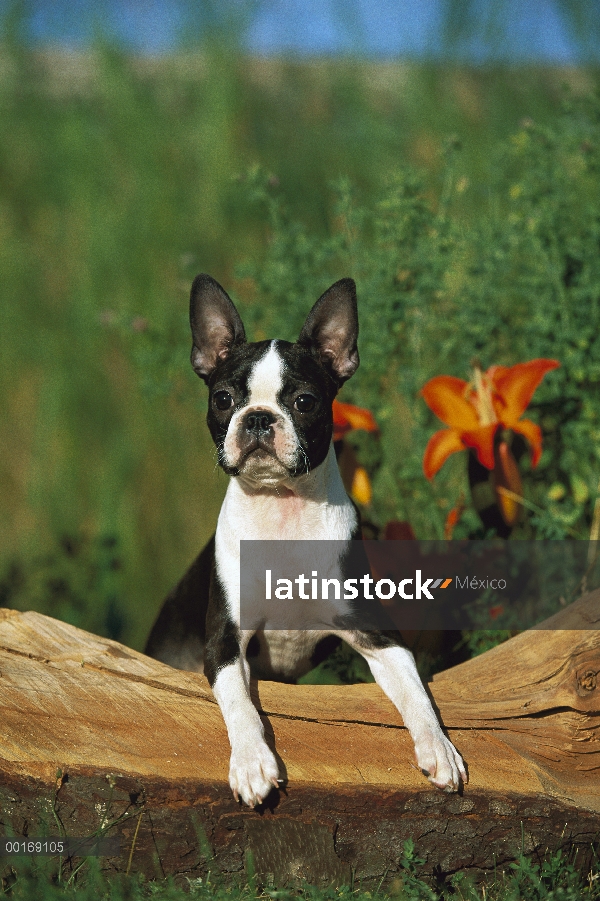 Cachorro de Boston Terrier (Canis familiaris)