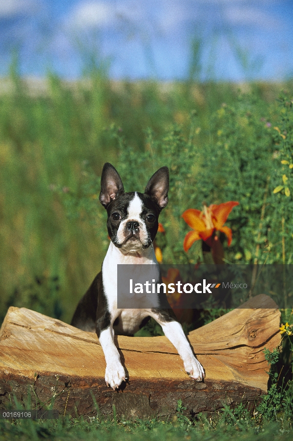 Cachorro de Boston Terrier (Canis familiaris)