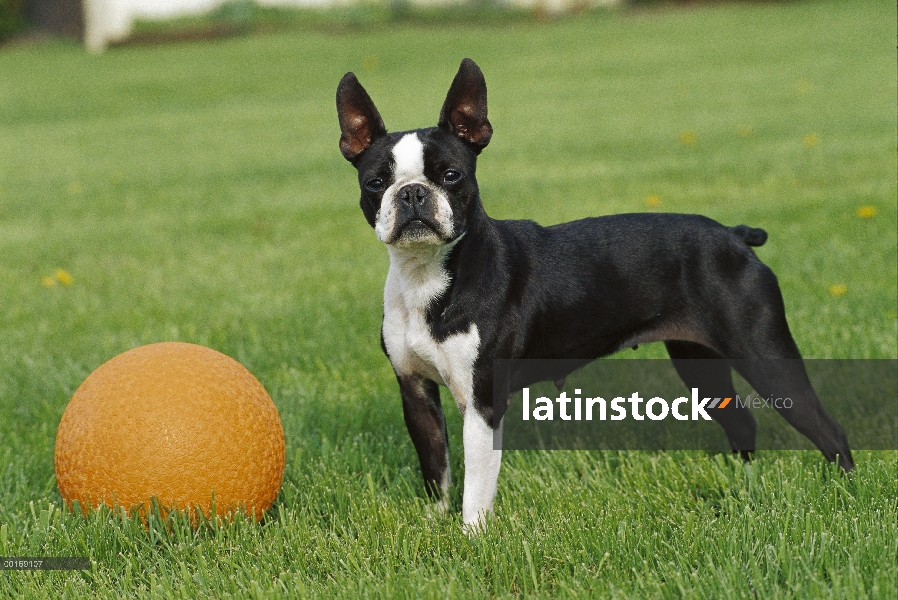 Hembra Boston Terrier (Canis familiaris) con bola de color naranja