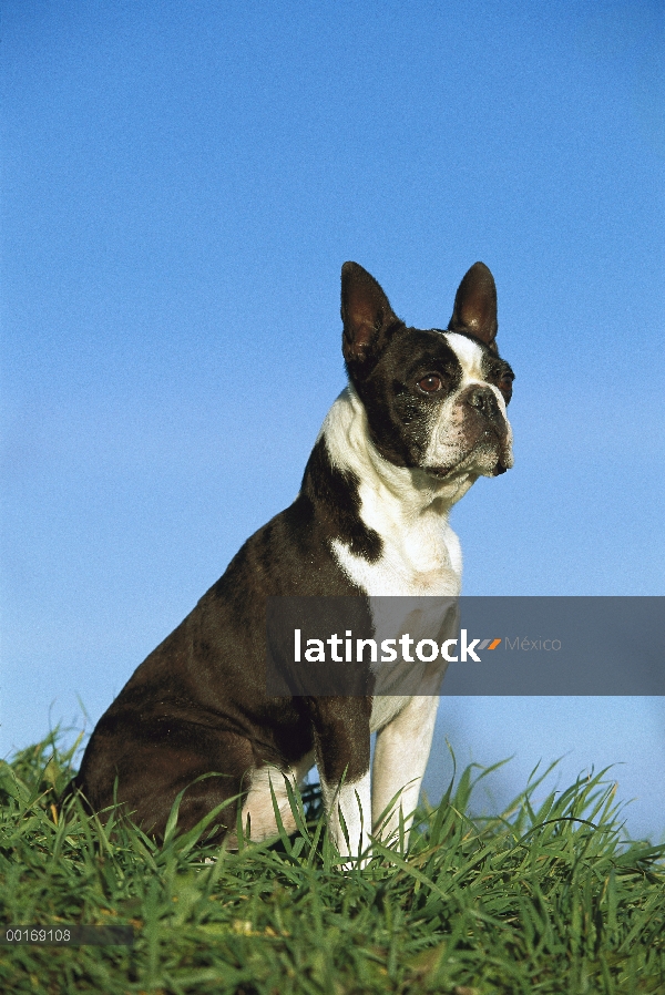 Retrato de Boston Terrier (Canis familiaris) en pasto