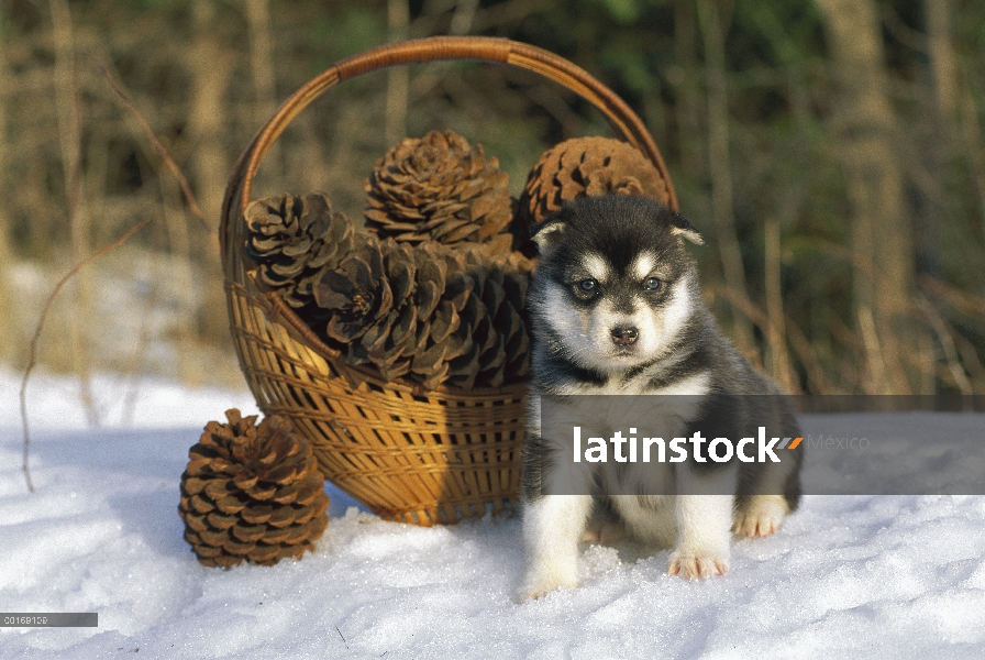 Cachorro Malamute de Alaska (Canis familiaris) en nieve con conos de pino