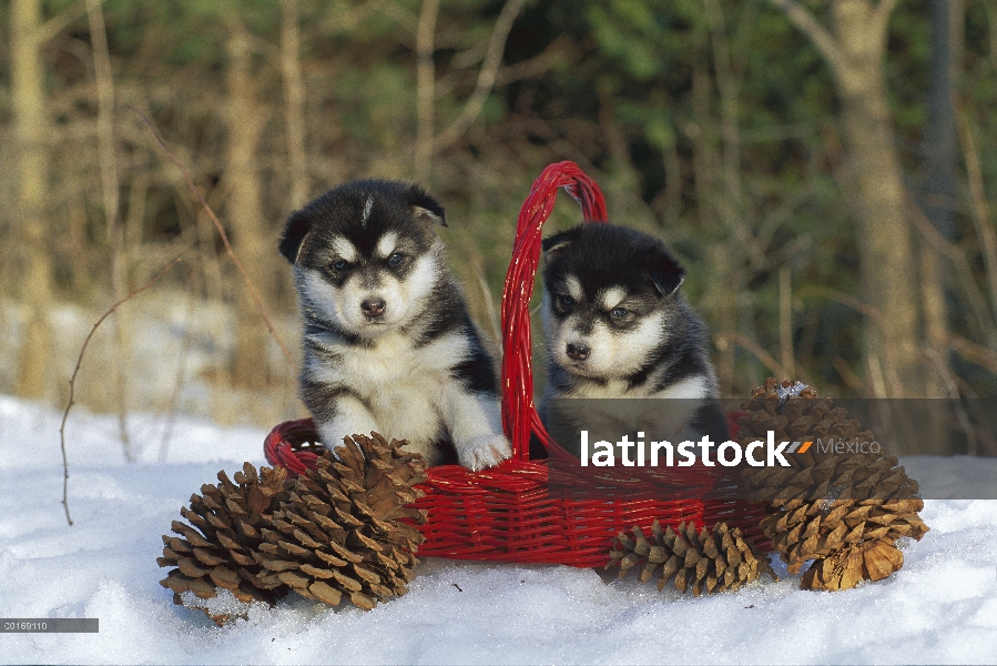 Cachorros Malamute de Alaska (Canis familiaris) en la cesta en nieve con conos de pino