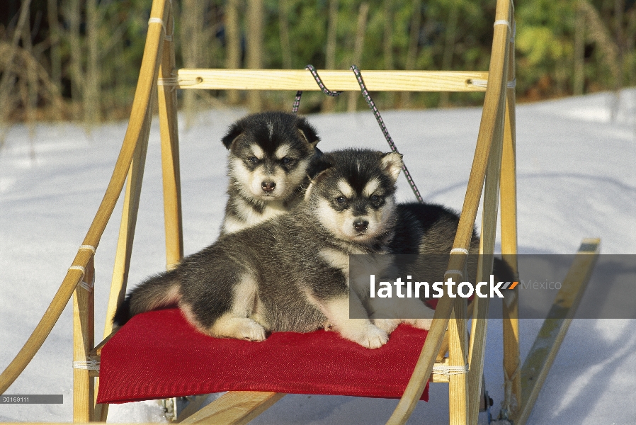 Cachorros Malamute de Alaska (Canis familiaris) en trineo